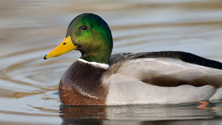 mallard duck